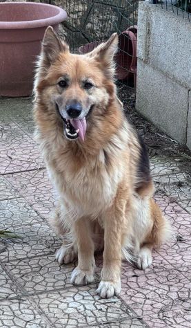 LAICA 3 ANNI SIMIL PASTORE TEDESCO PELO LUNGO STA SEMPRE SOLA LEGATA IN CAMPAGNA - Foto 3