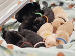 Cuccioli di Labrador retriever neri e gialli