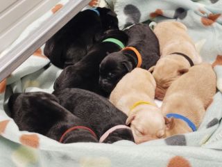Cuccioli di Labrador retriever neri e gialli