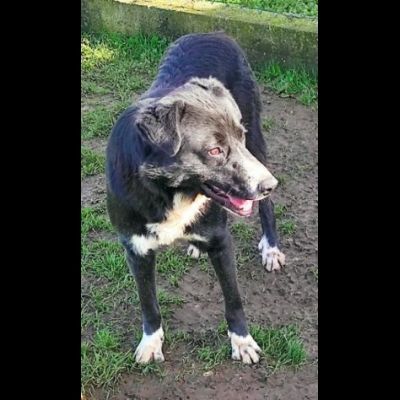 BENNY TENERO E AFFETTUOSO, CAGNOLINO IN ADOZIONE - Foto 4