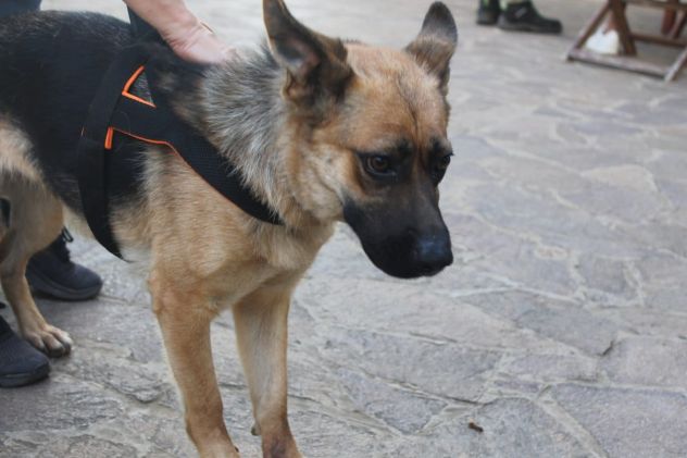 Pastore Tedesco 3anni  scartata xchè CIECA E SORDA ma autonoma !! SICILIA - Foto 5