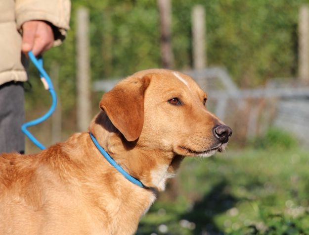 ANETO, doclissimo mix labrador URGENTE - Foto 5