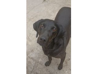 Giuditta