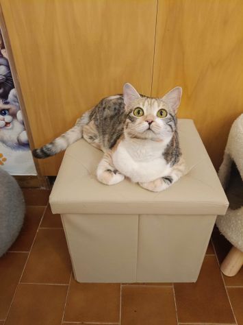 IRIDELLA, dolce micina in adozione! - Foto 4