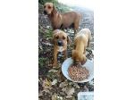 CUCCIOLI IN ADOZIONE