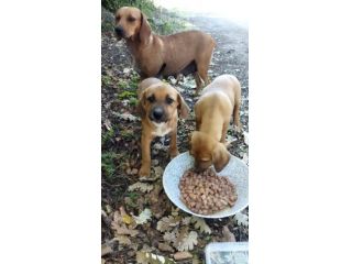 CUCCIOLI IN ADOZIONE