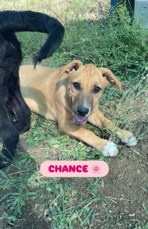 CHANCE E BONHEURE CUCCIOLI IN ADOZIONE - Foto 5
