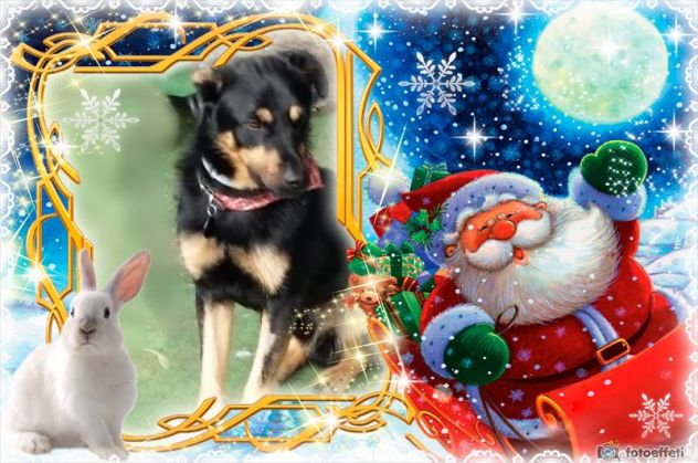 YAGO, un coccolone in cerca d'amore - Foto 2