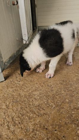 Rino: 2 mesi taglia contenuta - Foto 3