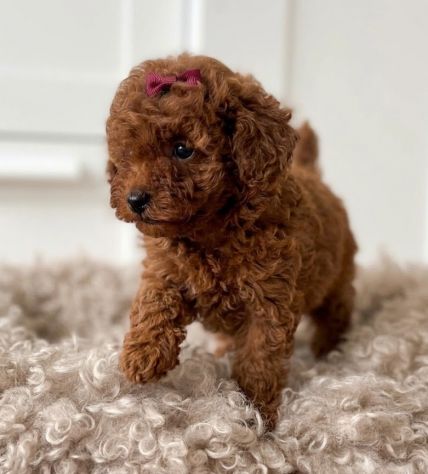 BARBONCINI TOY - BARBONCINO TOY CUCCIOLI RED FEMMINUCCIA - pag agevolato