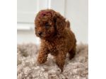 BARBONCINI TOY - BARBONCINO TOY CUCCIOLI RED FEMMINUCCIA - pag agevolato