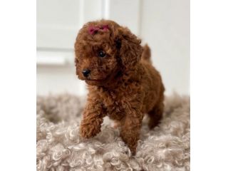 BARBONCINI TOY - BARBONCINO TOY CUCCIOLI RED FEMMINUCCIA - pag agevolato