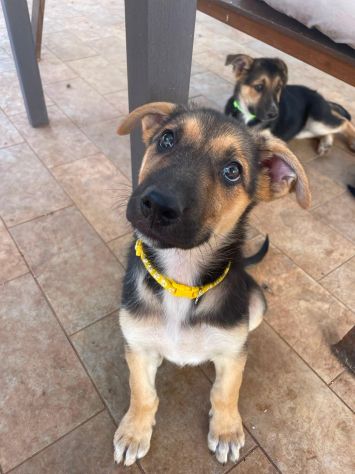 Regalo cucciola incrocio pastore tedesco