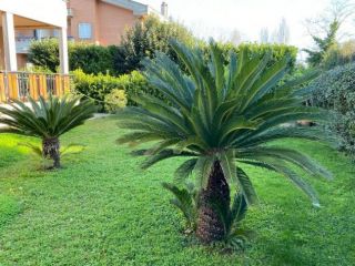 Indipendente in affitto a Anzio