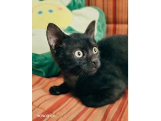 Kata, gattina sfortunata prossima alla scadenza...