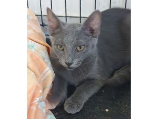 BETTY splendida simil certosina