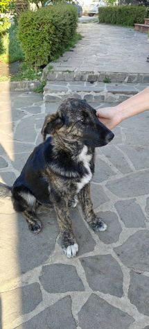 DANA E BERNA CUCCIOLE IN ADOZIONE - Foto 2