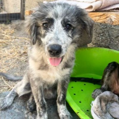 ERIN MERAVIGLIOSA CUCCIOLA IN ADOZIONE - Foto 3