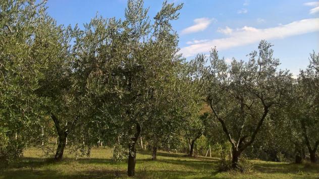 Uliveto in vendita a Lugnano in Teverina - Foto 6