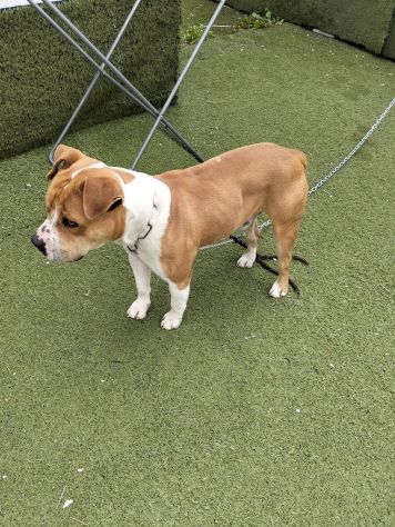 Urgente cagnolino cerca adozione - Foto 5