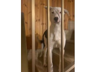 Willow taglia media 18 kg
