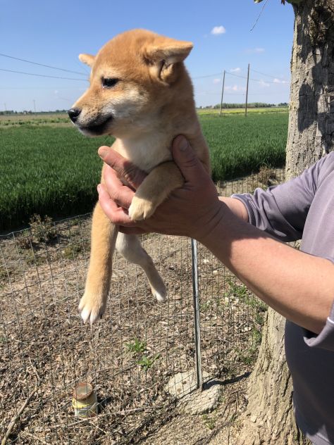 Shiba Inu - Foto 4