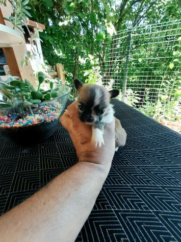 Chihuahua taglia mini - Foto 2