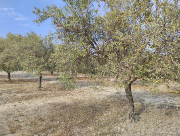 Terreno Edificabile in vendita a Noto - Foto 2