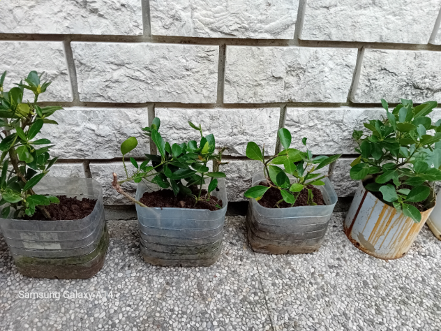 Piante di Evomino non variegato - Foto 4