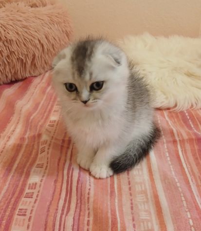 Cuccioli Straight/Fold - Foto 2
