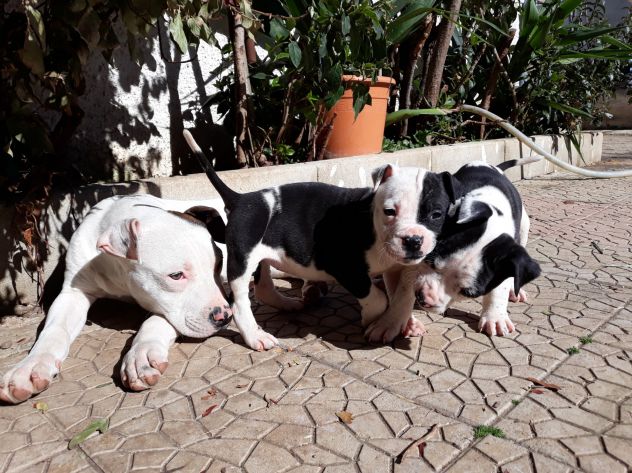 American Staffordshire e Pit Bull Terrier - Foto 5