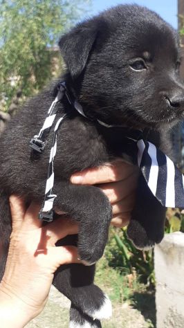 Brando cucciolo - Foto 5