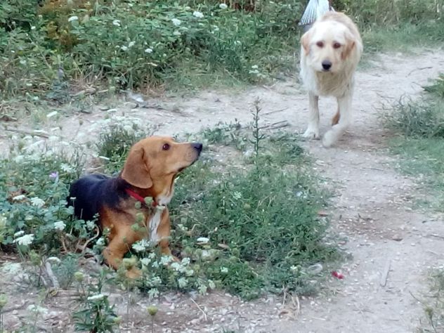 Jeff simil beagle in regalo - Foto 3