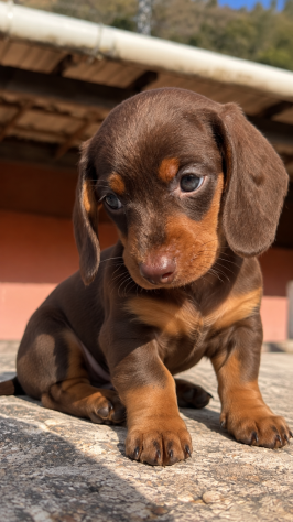 BASSOTTO NANO TEDESCO CUCCIOLI COLOR NUTELLA - pag rate - Foto 2