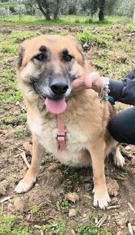 SALLY dolce pastorina è da tanto che attende una famiglia... apri il suo box - Foto 7