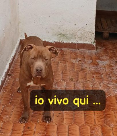RED AMSTAFF 2 ANNI - Foto 3