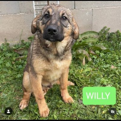WILLY E MOCKY TENERI E COCCOLONI CUCCIOLI IN ADOZIONE