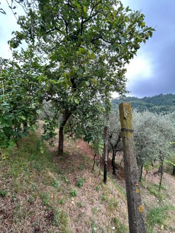 Agricolo in vendita a Arcola - Foto 17