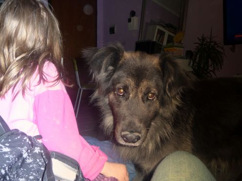 BALU ', tenero orsacchiotto - Foto 3