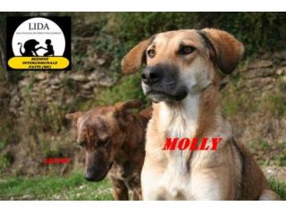 MOLLY E LOUISE, dolci cagnoline a rischio