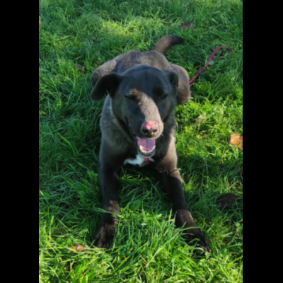 LEO, simil labrador, CANE IN ADOZIONE - Foto 10