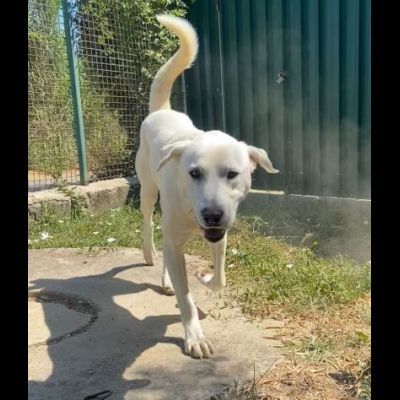CAGNOLINO CERCA CASA: HOTSPOT GIOIOSO E SOCIEVOLE - Foto 8