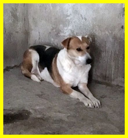 MERYL, CAGNOLINA SPAVENTATA SOLA IN CANILE CERCA CASA - Foto 4