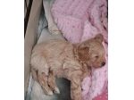 maltipoo piccoli