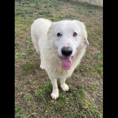 OMAR ADORABILE CUORE DI PANNA CANE IN ADOZIONE - Foto 7