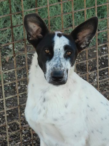 Jessica: cucciolona taglia media socievole
