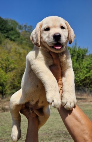 CUCCIOLI DI LABRADOR - MARINA LAB - PEDIGREE DA EXPO