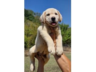 CUCCIOLI DI LABRADOR - MARINA LAB - PEDIGREE DA EXPO