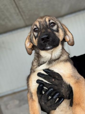 CUCCIOLI IN ADOZIONE: WILLY GIOIOSO LUPETTO TG MEDIA - Foto 2