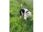 Willow taglia media 18 kg